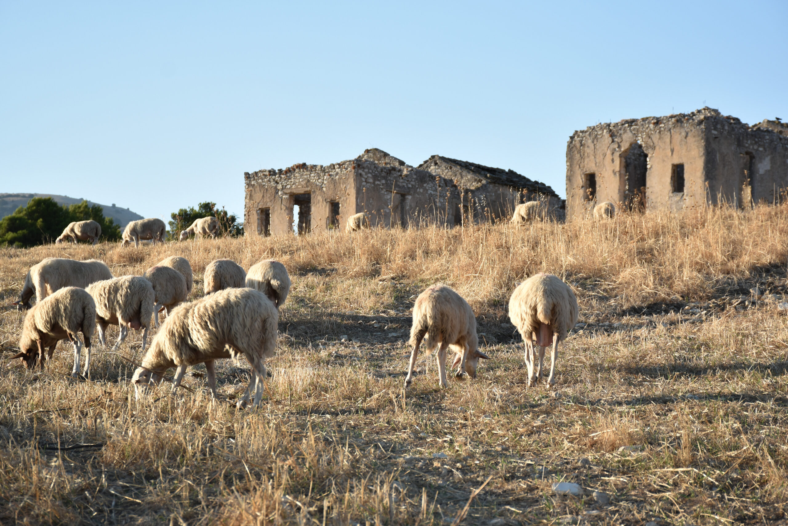 Borgo Littorio